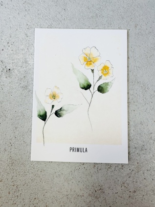 Vykort primula