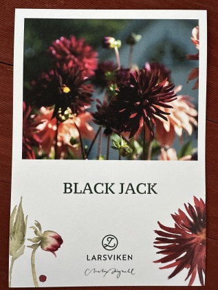 Black Jack 