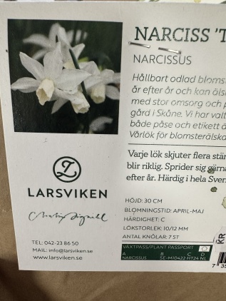 narciss Thalia 