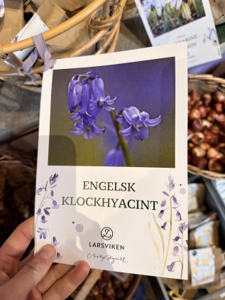 Engelsk klockhyacint 7 pack