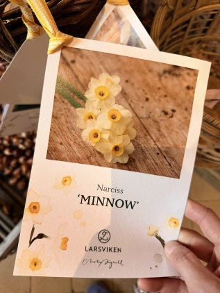 Narciss minnow 7-pack
