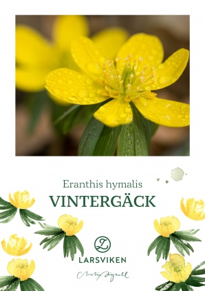 Vintergäck