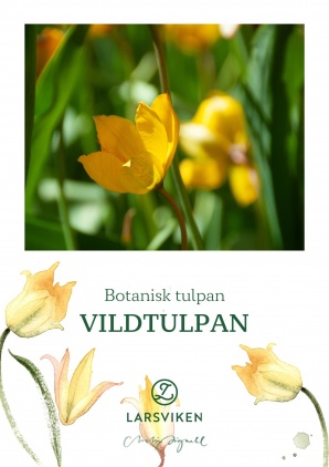 Vildtulpan