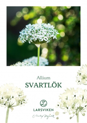 Svartlök