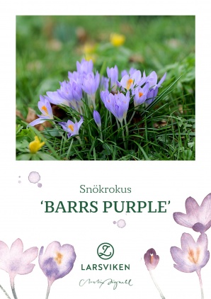 Snökrokus