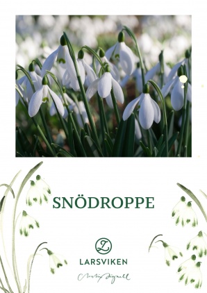 Snödroppe