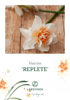 Narciss replete