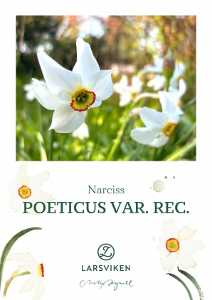 Narciss