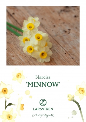 Narciss minnow