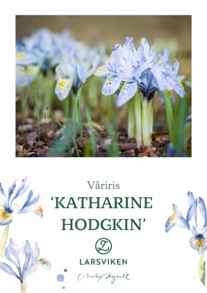 Våriris