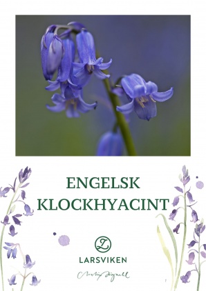 Engelsk klockhyacint