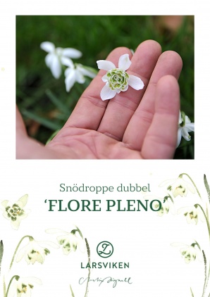 Snödroppe