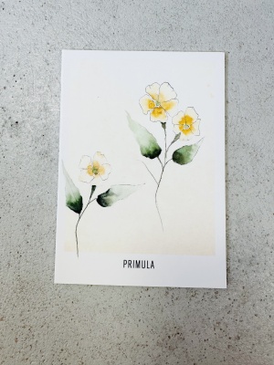 Vykort primula