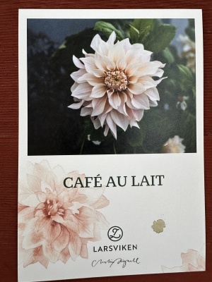 Café au lait 
