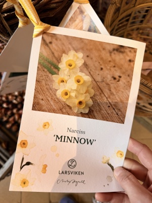 Narciss minnow 7-pack