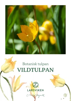 Vildtulpan