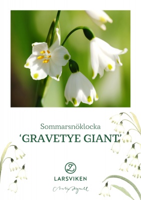 Sommarsnöklocka