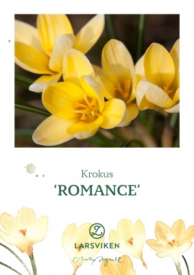 Gul krokus