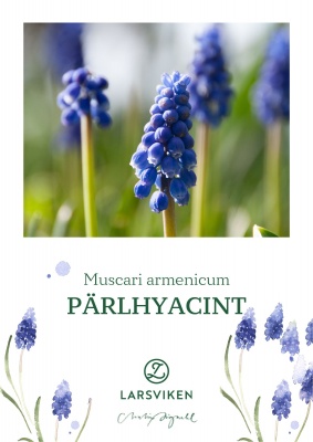 Pärlhyacint