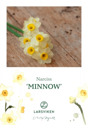 Narciss minnow