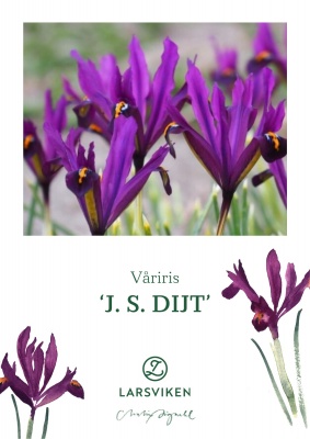 Våriris