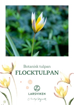 Flocktulpan